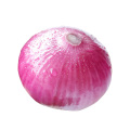 Best selling products new zealand onions